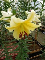 [4559 VH35 Sedona No02.JPG]